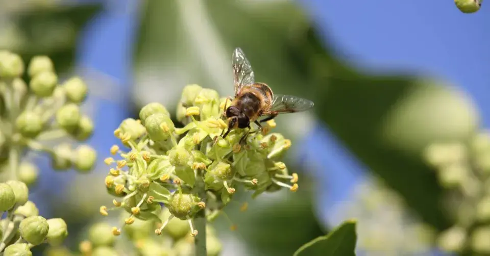 Včela na květech břečťanu