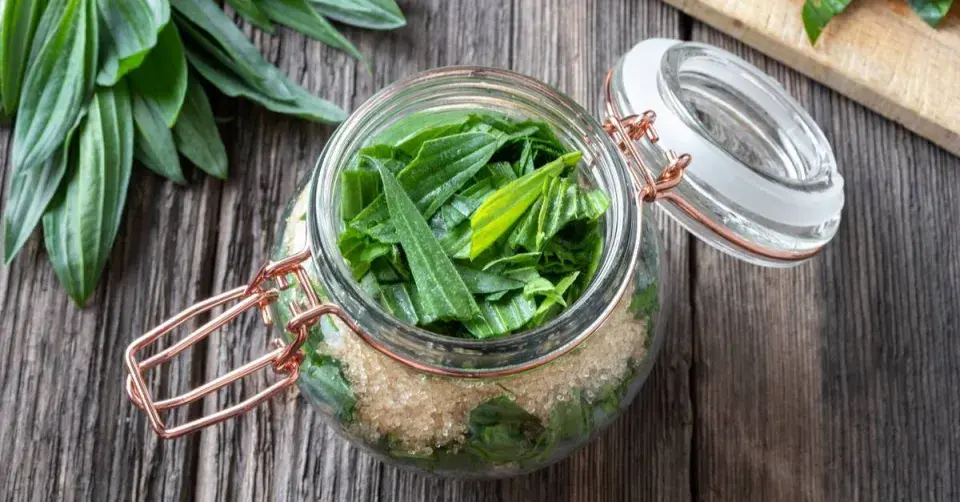 Jitrocel naložený v cukru