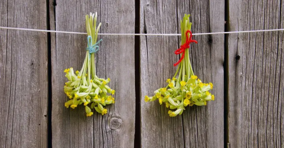 Nať a květ prvosenky