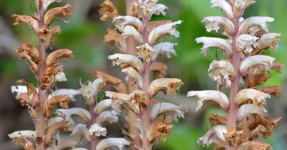 Záraza břečťanová