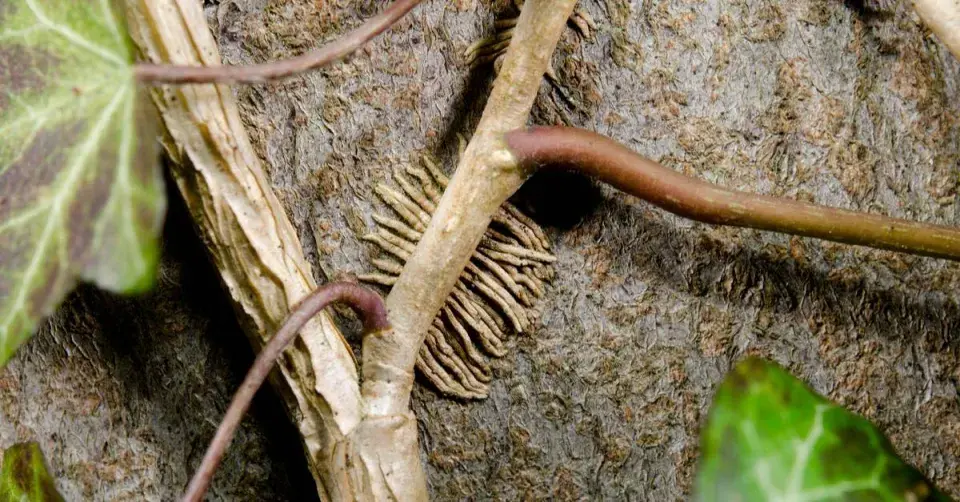 Příčepivé kořínky břečťanu