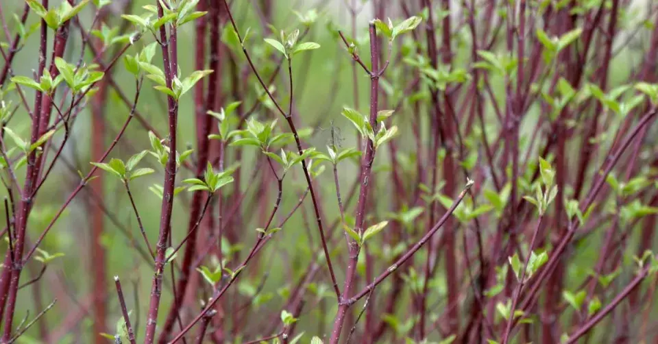 Svída výběžkatá (Cornus sericea)
