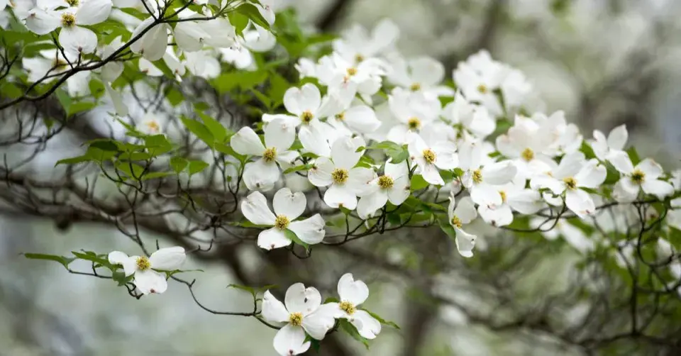 Dřín květnatý (Cornus florida)