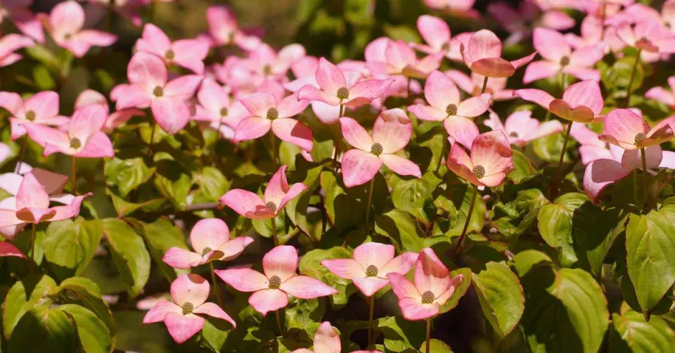 Dřín japonský (Cornus kousa)