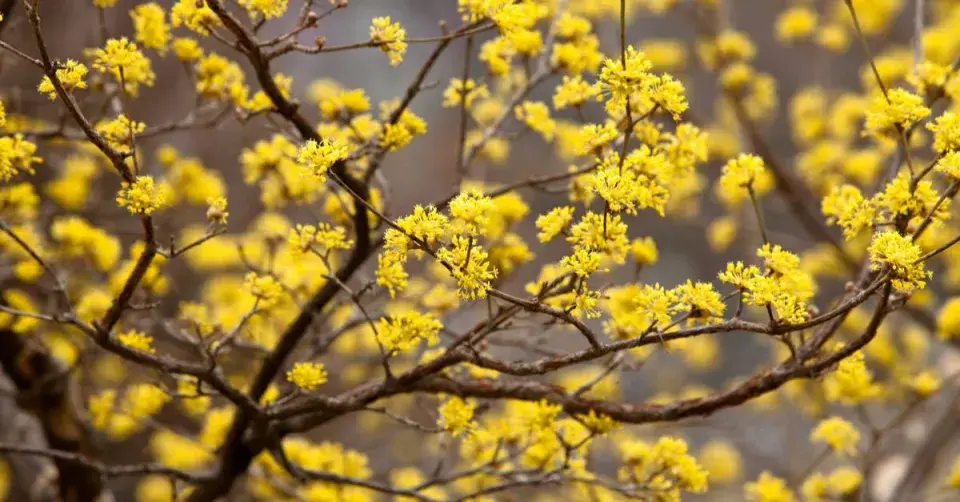 Dřín obecný (Cornus mas)