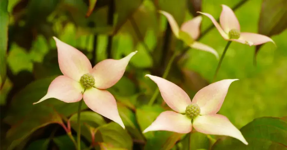 Dřín japonský (Cornus kousa)