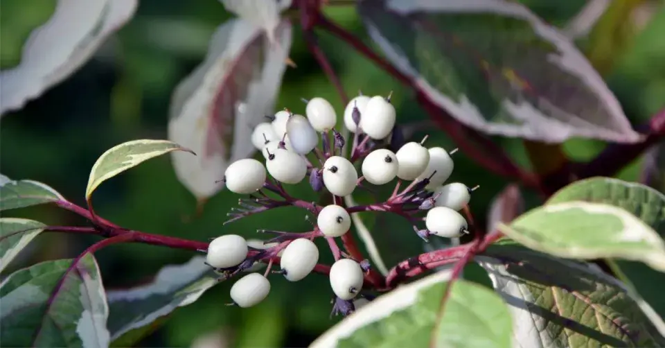 Svída bílá (Cornus alba)