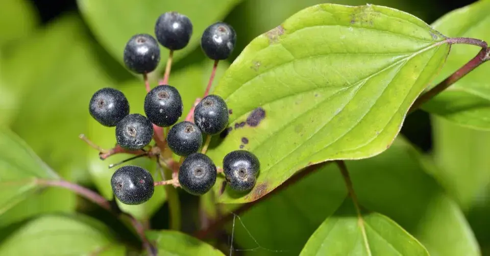 Svída krvavá (Cornus sanguinea)