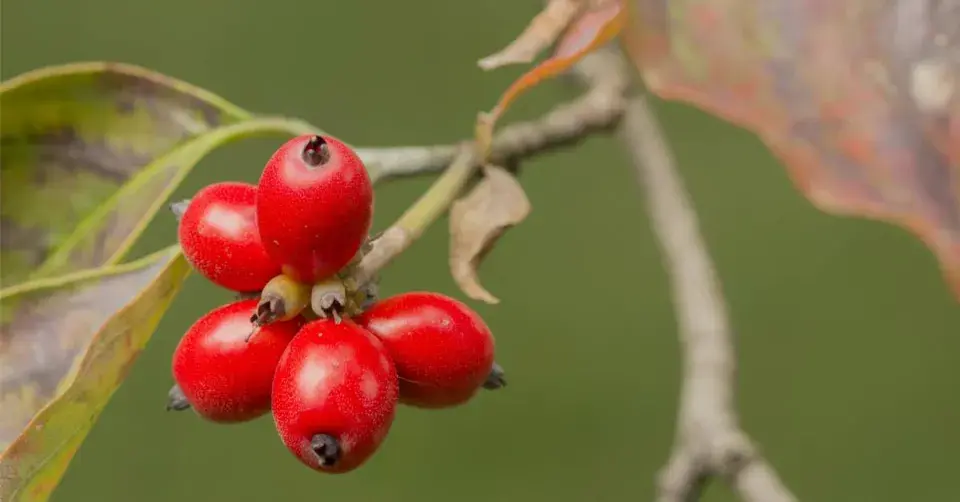 Dřín květnatý (Cornus florida)