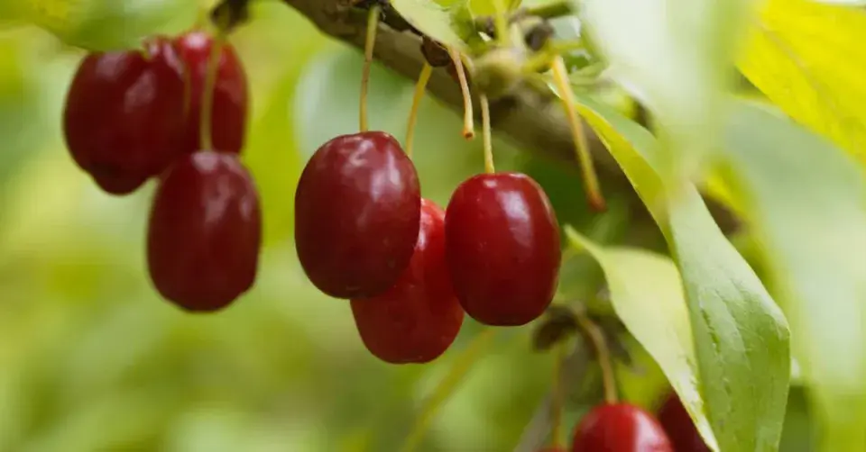 Dřín obecný (Cornus mas)