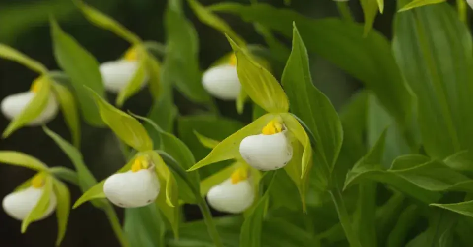 Cypripedium cordigerum