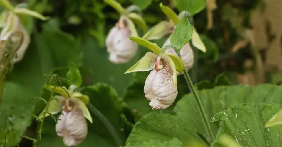 Cypripedium japonicum