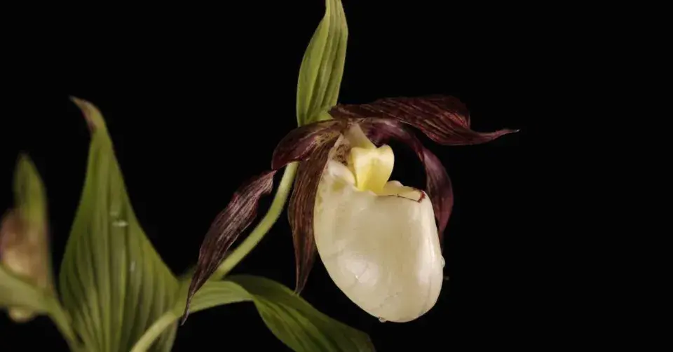 Cypripedium kentuckiense