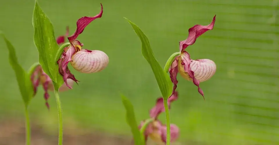 Cypripedium, kultivar ′Gisela′