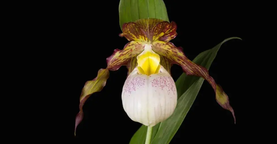 Cypripedium, kultivar ′Kentucky Maxi′