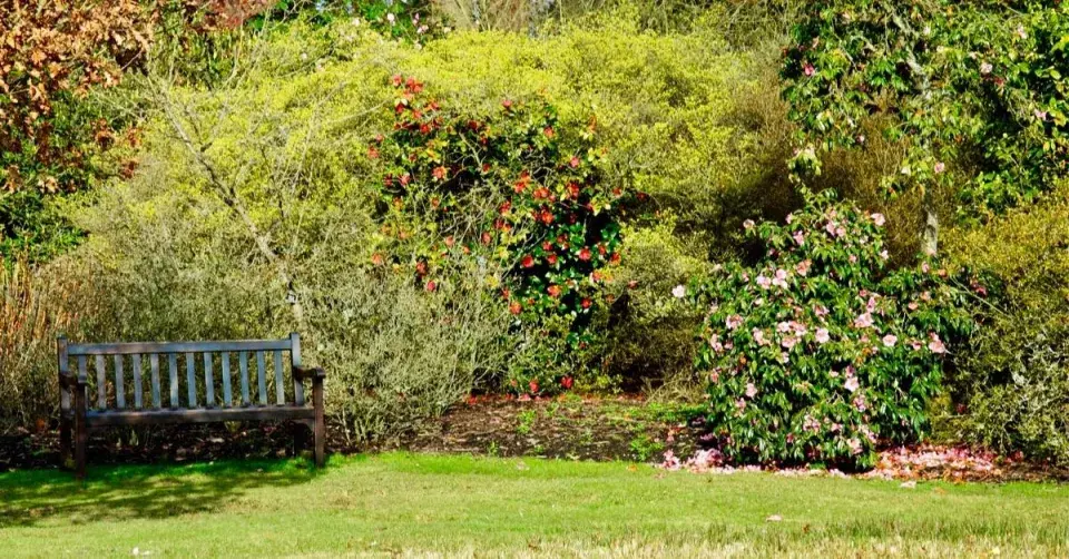 Pohledová clona z keřů