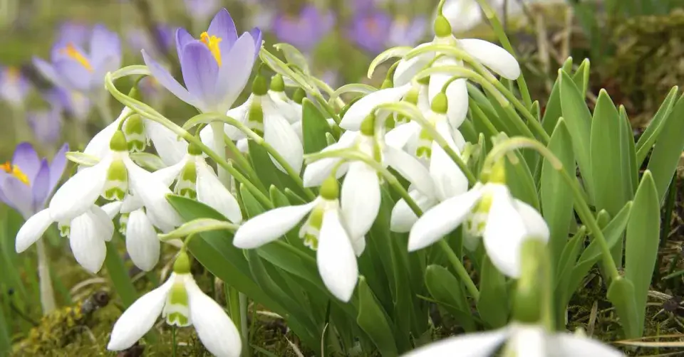 Rozkvetlé sněženky