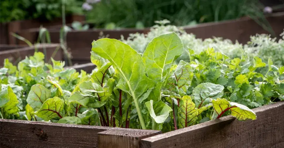 Zelenina ve vyvýšeném záhonu