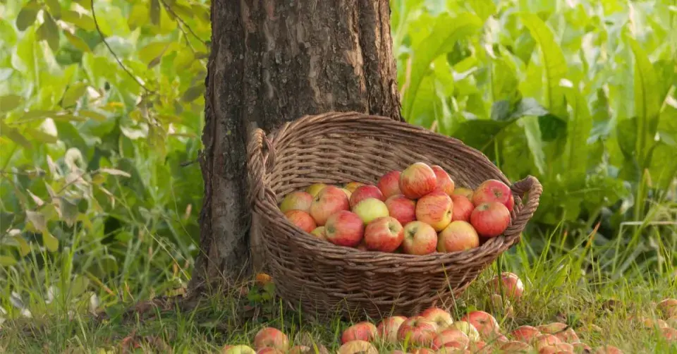 Jablka v koši