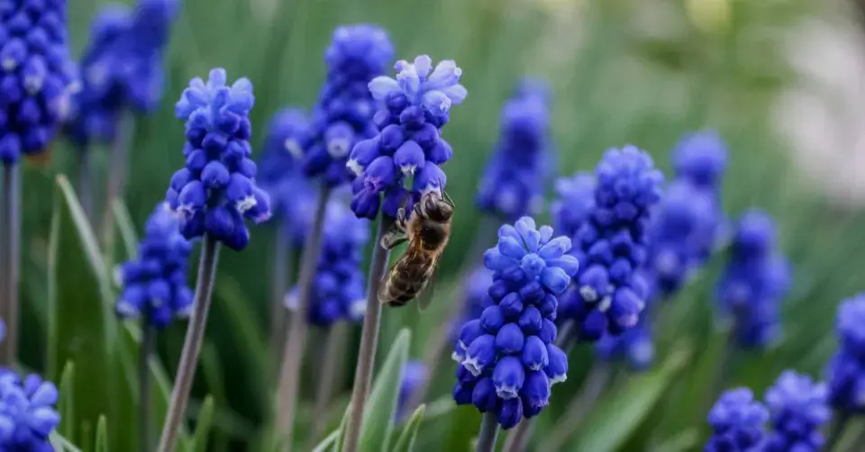 Modřenec arménský