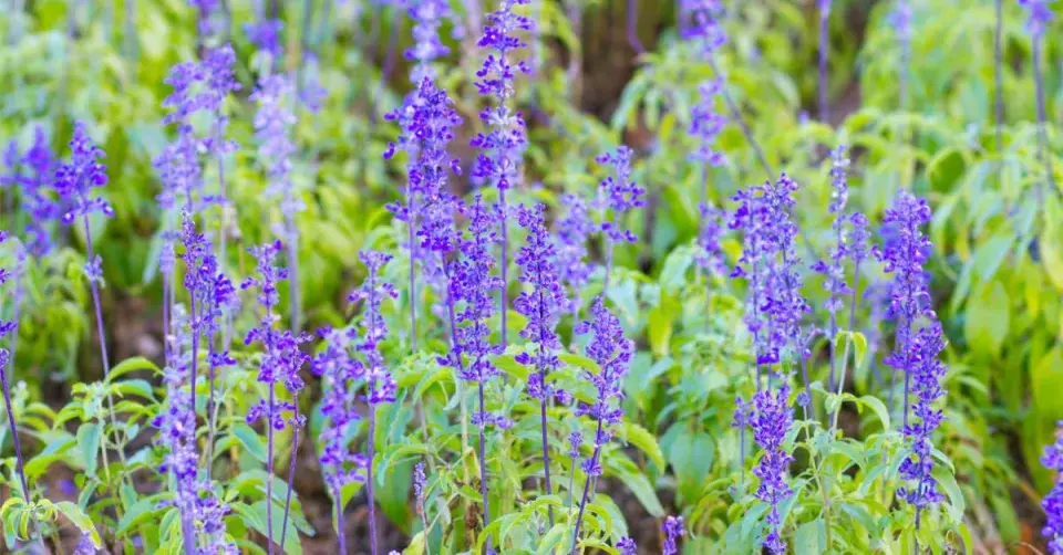 Šalvěj pomoučená