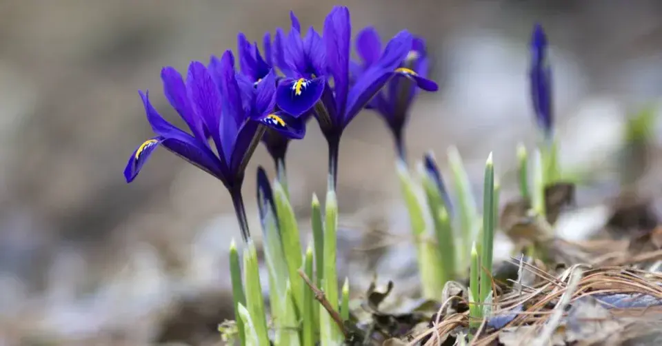 Kosatec síťkovaný