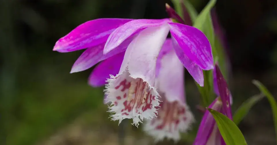 Pleione, kultivar ′Alishan′