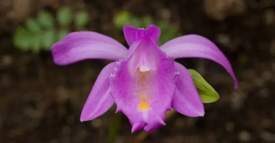 Pleione aurita