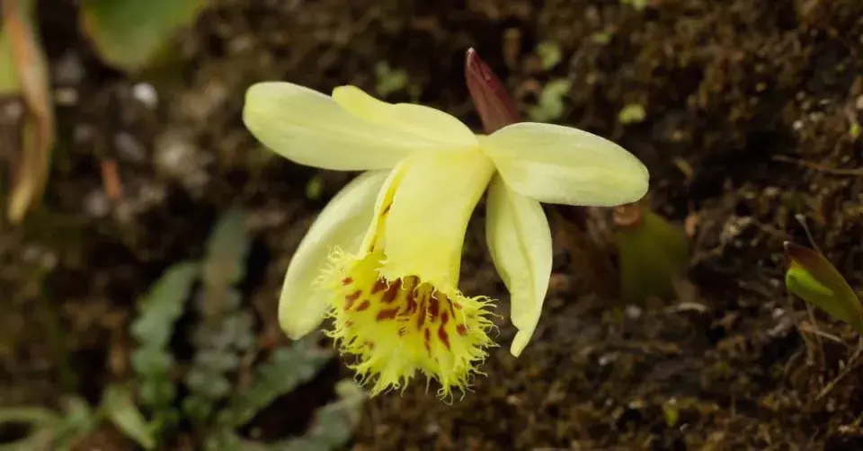 Pleione, kultivar ′Bonobo′