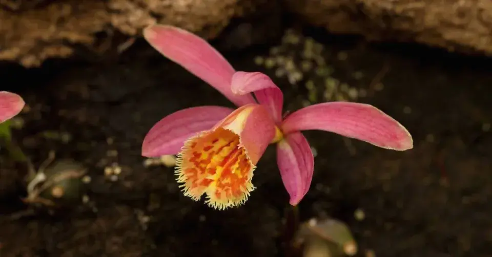 Pleione, kultivar ′Caroli Cape Robin′