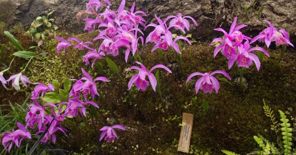 Pleione, kultivar ′Fuego′
