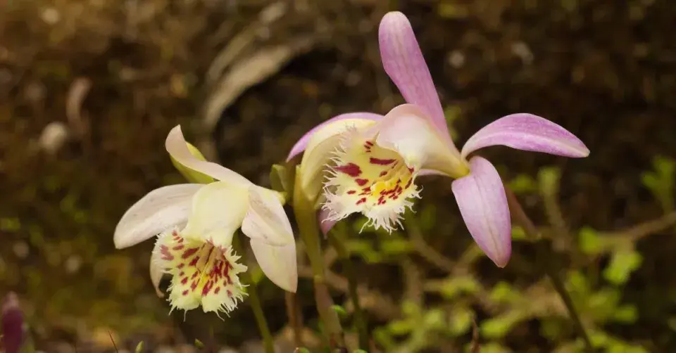 Pleione, kultivar ′Krakatoa′