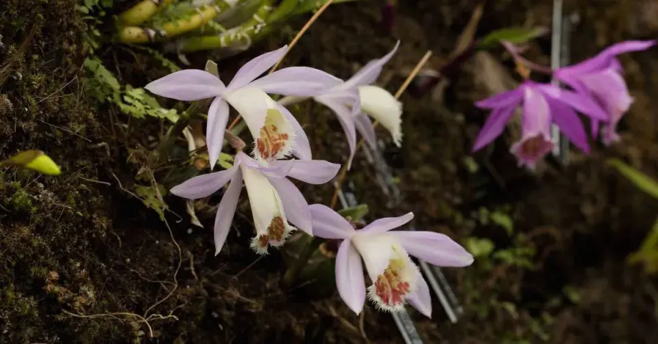 Pleione, kultivar ′Lhasa Blushes′