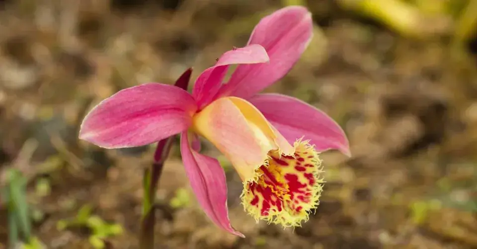 Pleione Steve James, kultivar ′Plum Perfection′