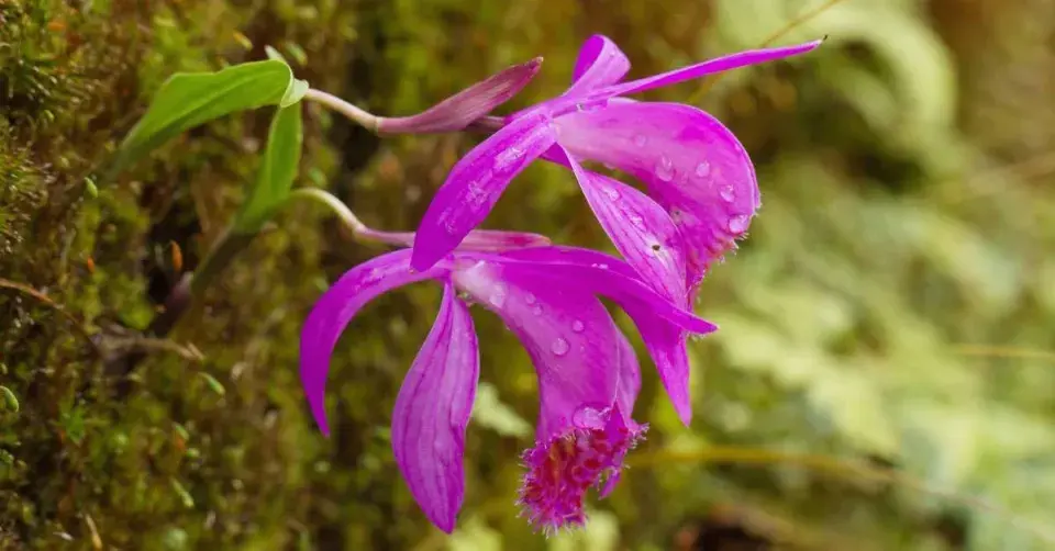 Pleione, kultivar ′Stromboli Fireball′