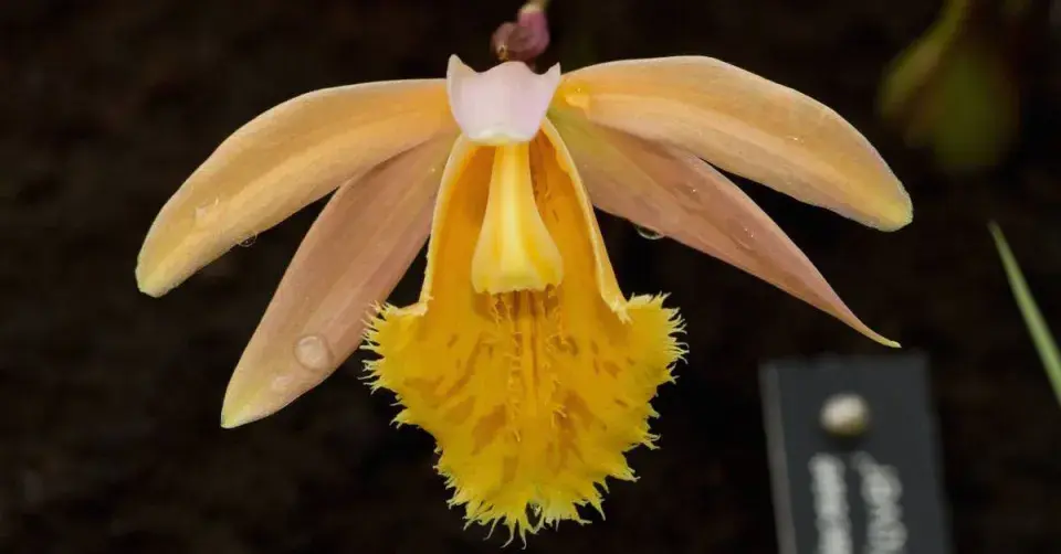 Pleione Suswa, kultivar ′Sand Plover′