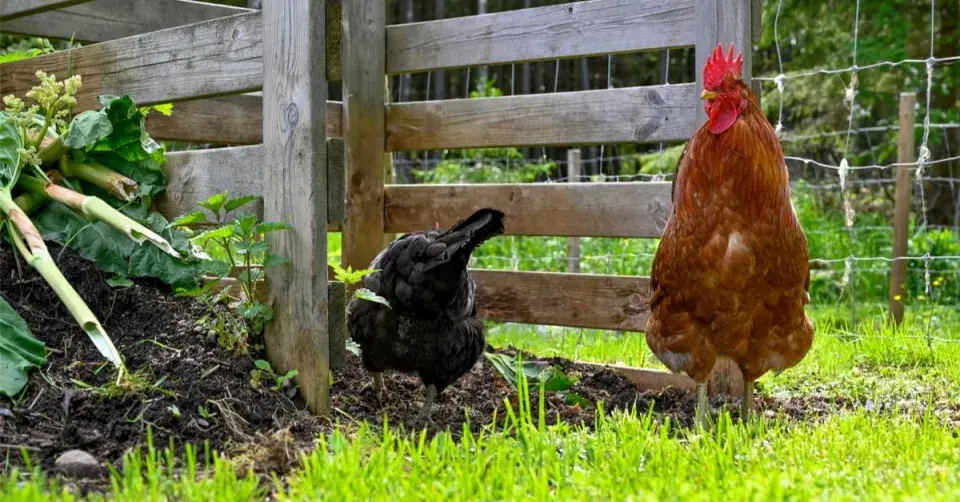 Slepice na kompostu