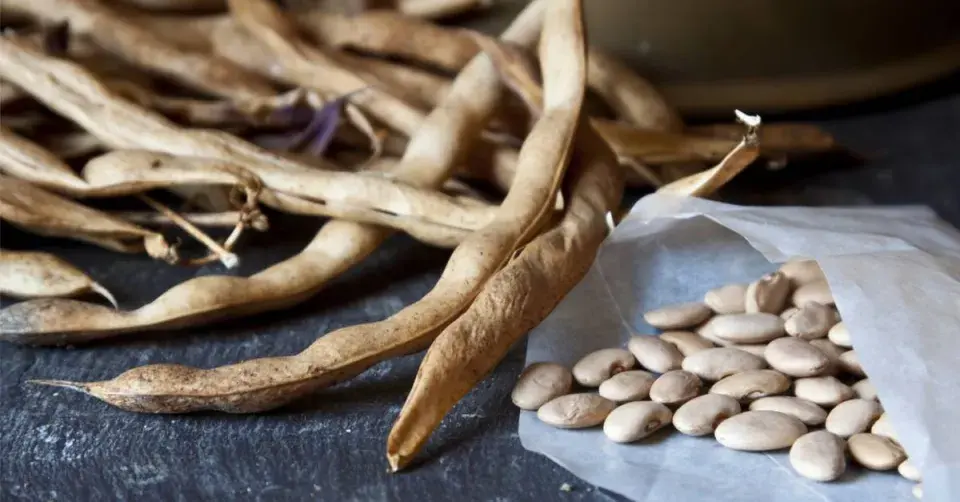 Sklizená semena fazolu