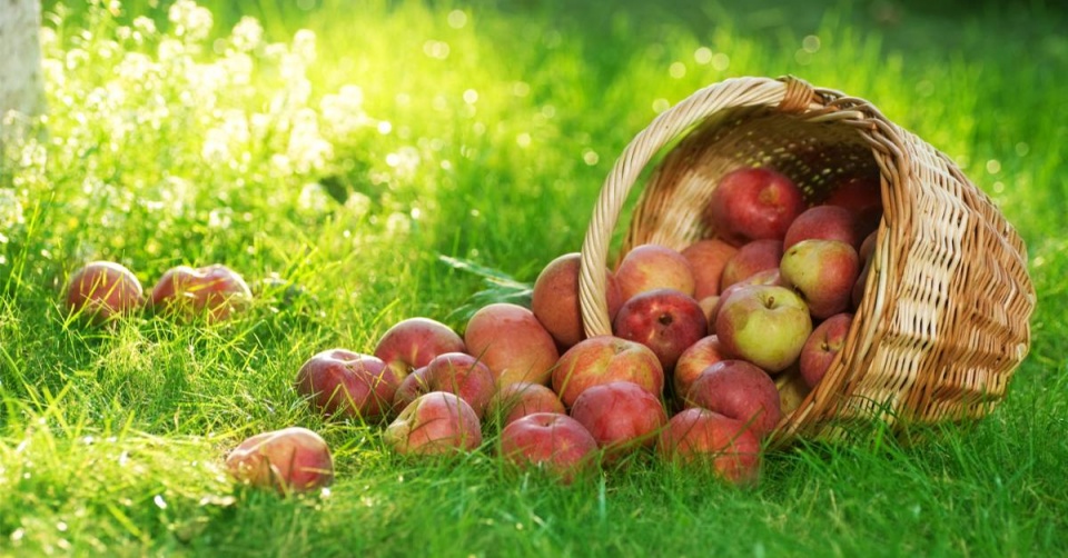 Košík s vysypanými jablky