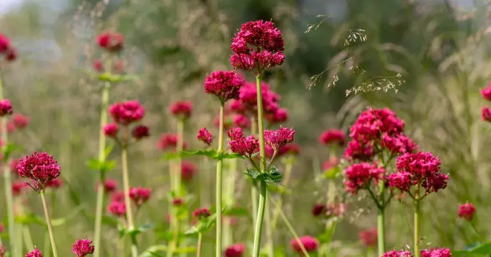 Mavuň (Centranthus)