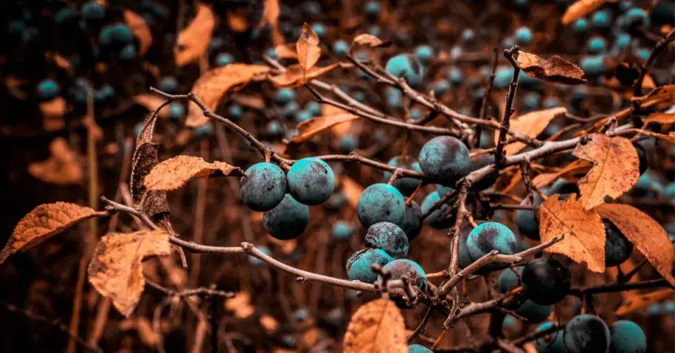 Trnková větev s plody a uschlými listy