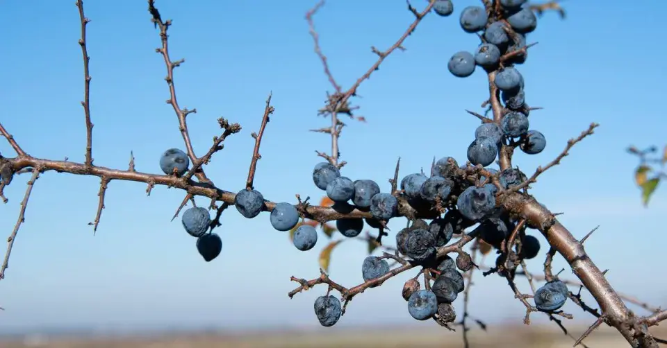 Větev trnky s trny (kolci) a plody