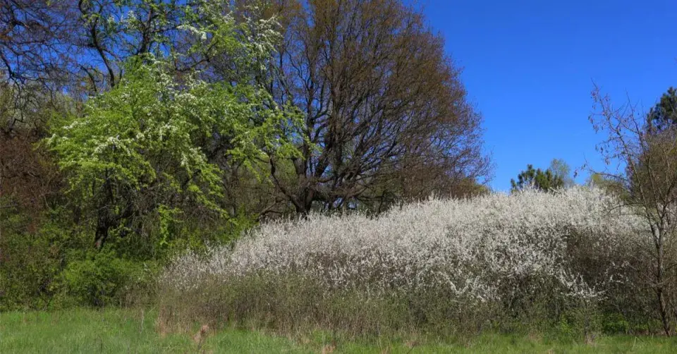 Trnkový keř v krajině