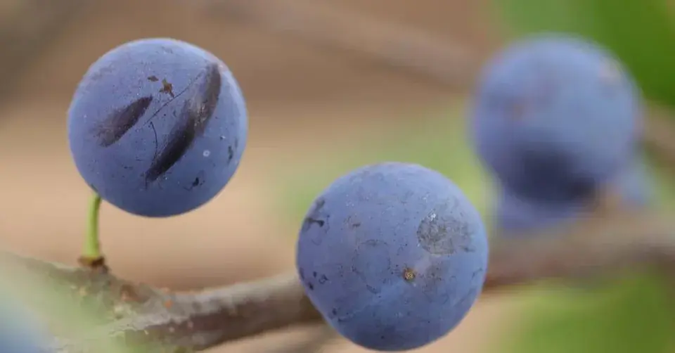 Trnkové plody jsou peckovice