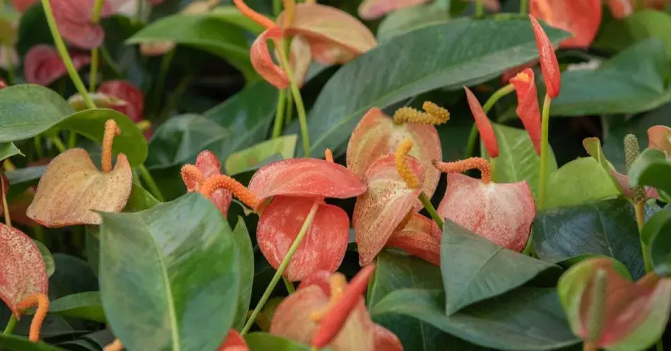 Toulitka Anthurium scherzerianum