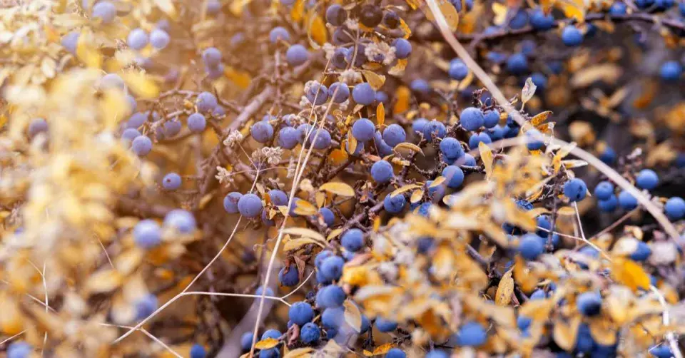 Trnkový keř na podzim