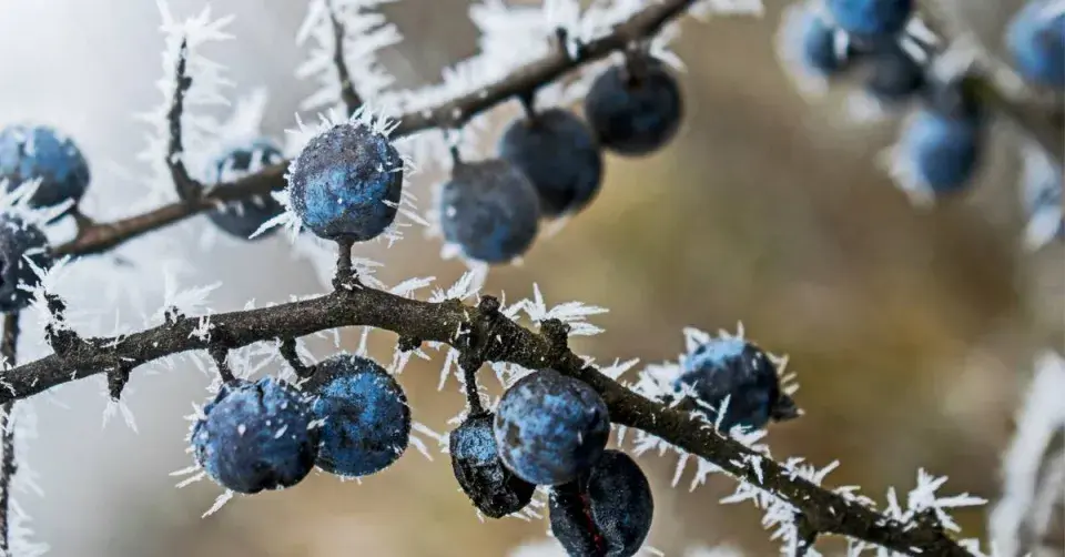 Jinovatka na trnkových plodech