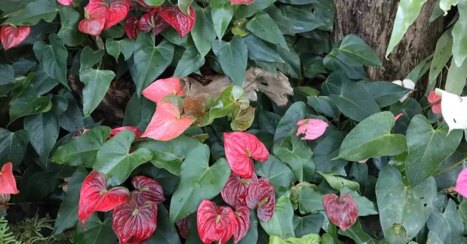 Toulitky ve skleníku