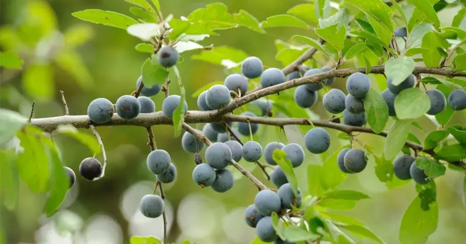 Větev obsypaná trnkami