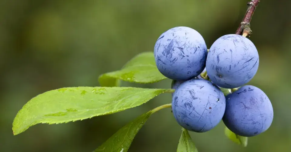 Plody trnky (Prunus spinosa)